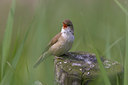 BUITEN BEELD Foto: 22541