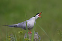 BUITEN BEELD Foto: 22549