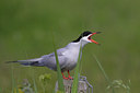 BUITEN BEELD Foto: 22551