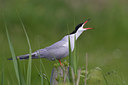 BUITEN BEELD Foto: 22552