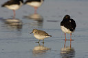 BUITEN BEELD Foto: 22616