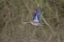 BUITEN BEELD Foto: 22631