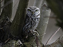 BUITEN BEELD Foto: 22674