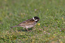BUITEN BEELD Foto: 22724