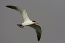 BUITEN BEELD Foto: 22784