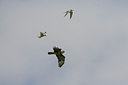 BUITEN BEELD Foto: 22792