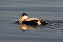 BUITEN BEELD Foto: 22795