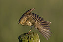 BUITEN BEELD Foto: 22803