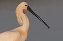 BUITEN BEELD Foto: 22804