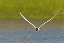 BUITEN BEELD Foto: 22817