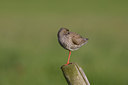 BUITEN BEELD Foto: 22834