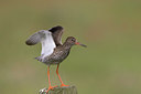 BUITEN BEELD Foto: 22840