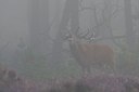 BUITEN BEELD Foto: 22844