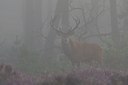 BUITEN BEELD Foto: 22847