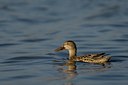 BUITEN BEELD Foto: 22885