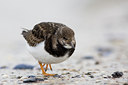 BUITEN BEELD Foto: 22917