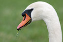 BUITEN BEELD Foto: 22925