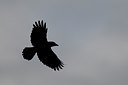 BUITEN BEELD Foto: 22932