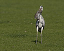 BUITEN BEELD Foto: 22962
