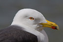 BUITEN BEELD Foto: 22968