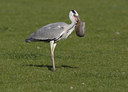 BUITEN BEELD Foto: 22975