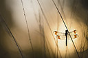 BUITEN BEELD Foto: 229002
