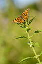 BUITEN BEELD Foto: 229012