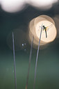 BUITEN BEELD Foto: 229015