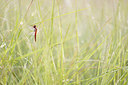 BUITEN BEELD Foto: 229088