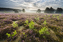 BUITEN BEELD Foto: 229116