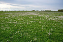 BUITEN BEELD Foto: 229133
