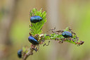 BUITEN BEELD Foto: 229160