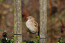 BUITEN BEELD Foto: 229210