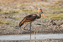 BUITEN BEELD Foto: 229253