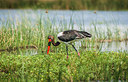 BUITEN BEELD Foto: 229255