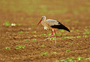 BUITEN BEELD Foto: 229311