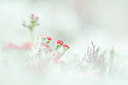 BUITEN BEELD Foto: 229323