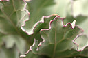 BUITEN BEELD Foto: 229390