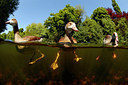 BUITEN BEELD Foto: 229403