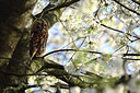 BUITEN BEELD Foto: 229437