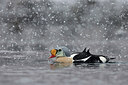 BUITEN BEELD Foto: 229438