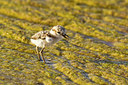 BUITEN BEELD Foto: 229490