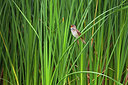 BUITEN BEELD Foto: 229550