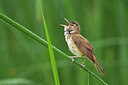BUITEN BEELD Foto: 229551