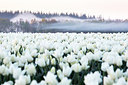 BUITEN BEELD Foto: 229615