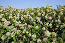 BUITEN BEELD Foto: 229634