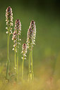 BUITEN BEELD Foto: 229656