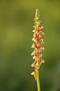 BUITEN BEELD Foto: 229662