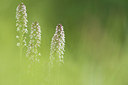 BUITEN BEELD Foto: 229672