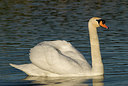 BUITEN BEELD Foto: 229676